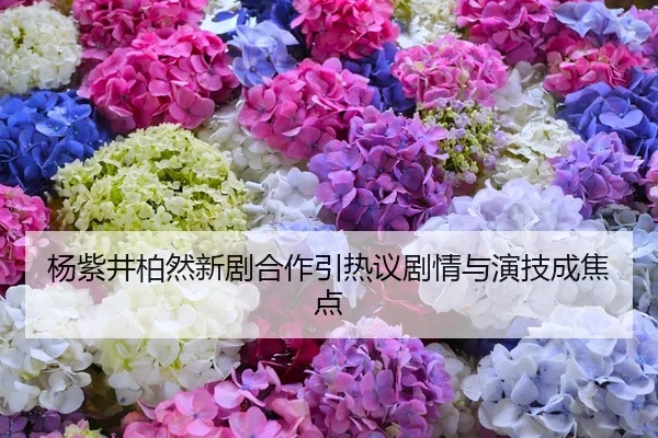 杨紫井柏然新剧合作引热议剧情与演技成焦点